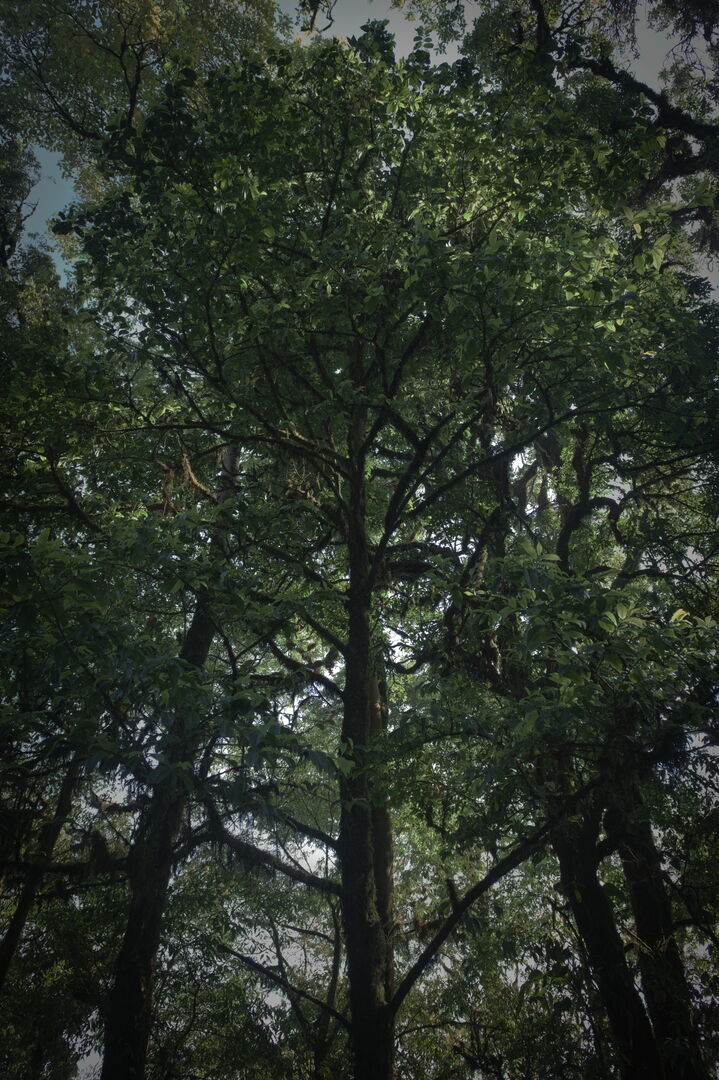 Research on wild tea trees at Pha Hom Pok in Thailand, view 1