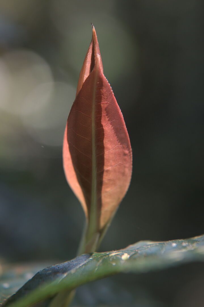 Research on wild tea trees at Pha Hom Pok in Thailand, view 2