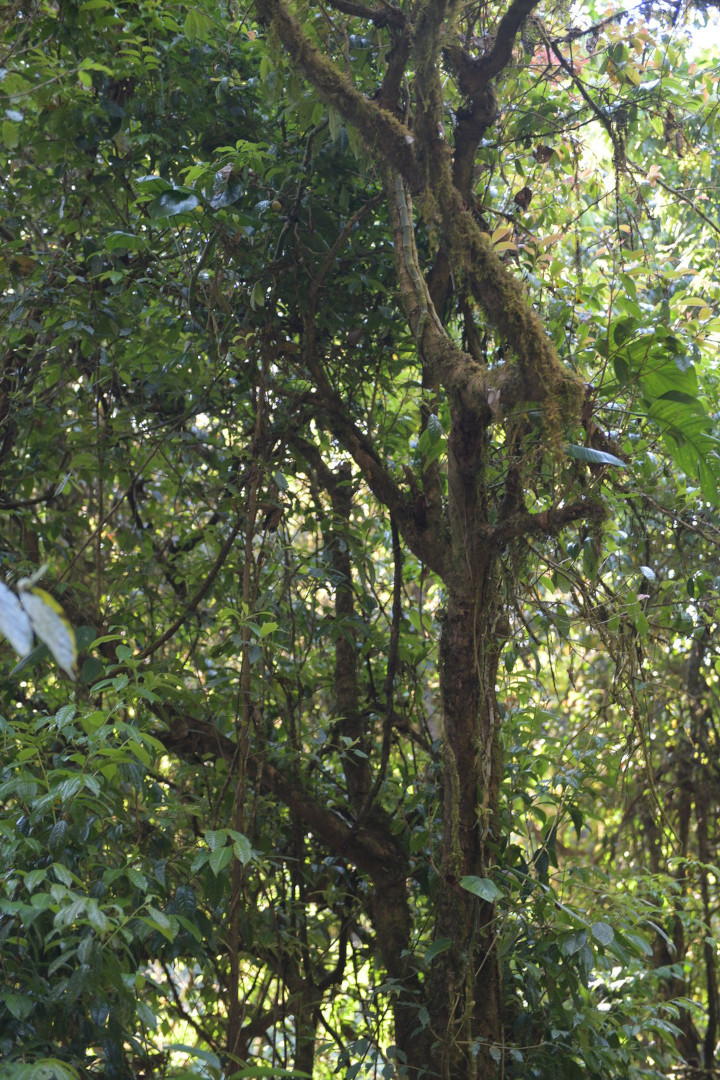 Research on wild tea trees at Pha Hom Pok in Thailand, view 3
