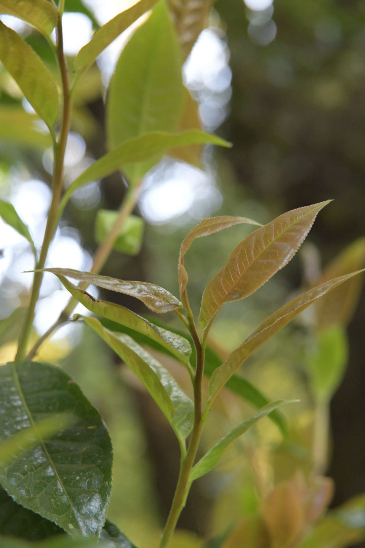 Research on wild tea trees at Pha Hom Pok in Thailand, view 4