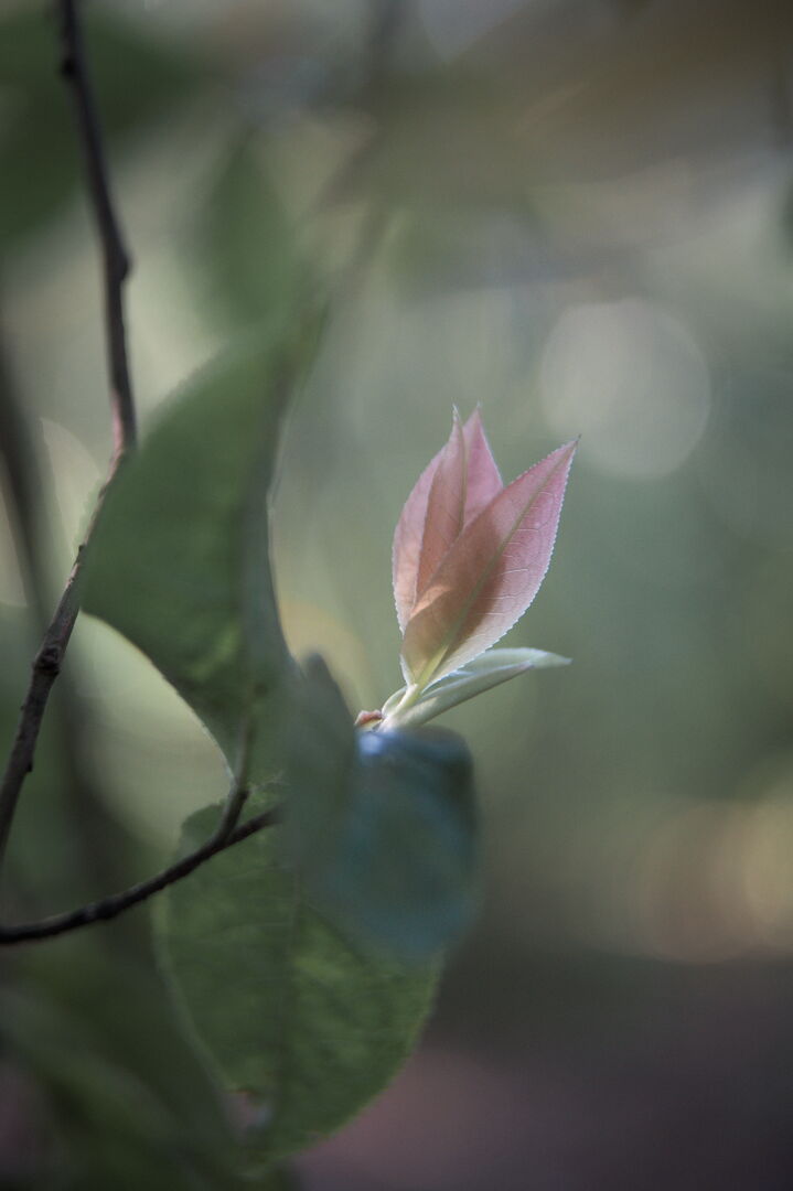 Research on wild tea trees at Pha Hom Pok in Thailand, view 5