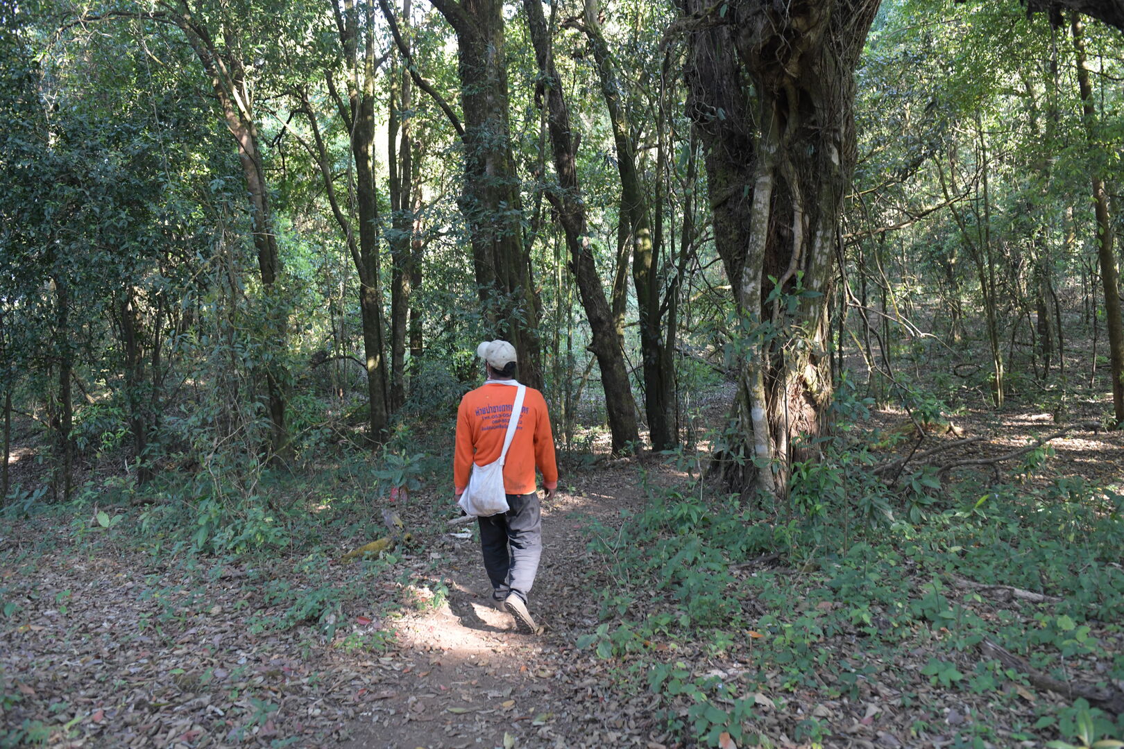 Research on wild tea trees at Pha Hom Pok in Thailand, view 6