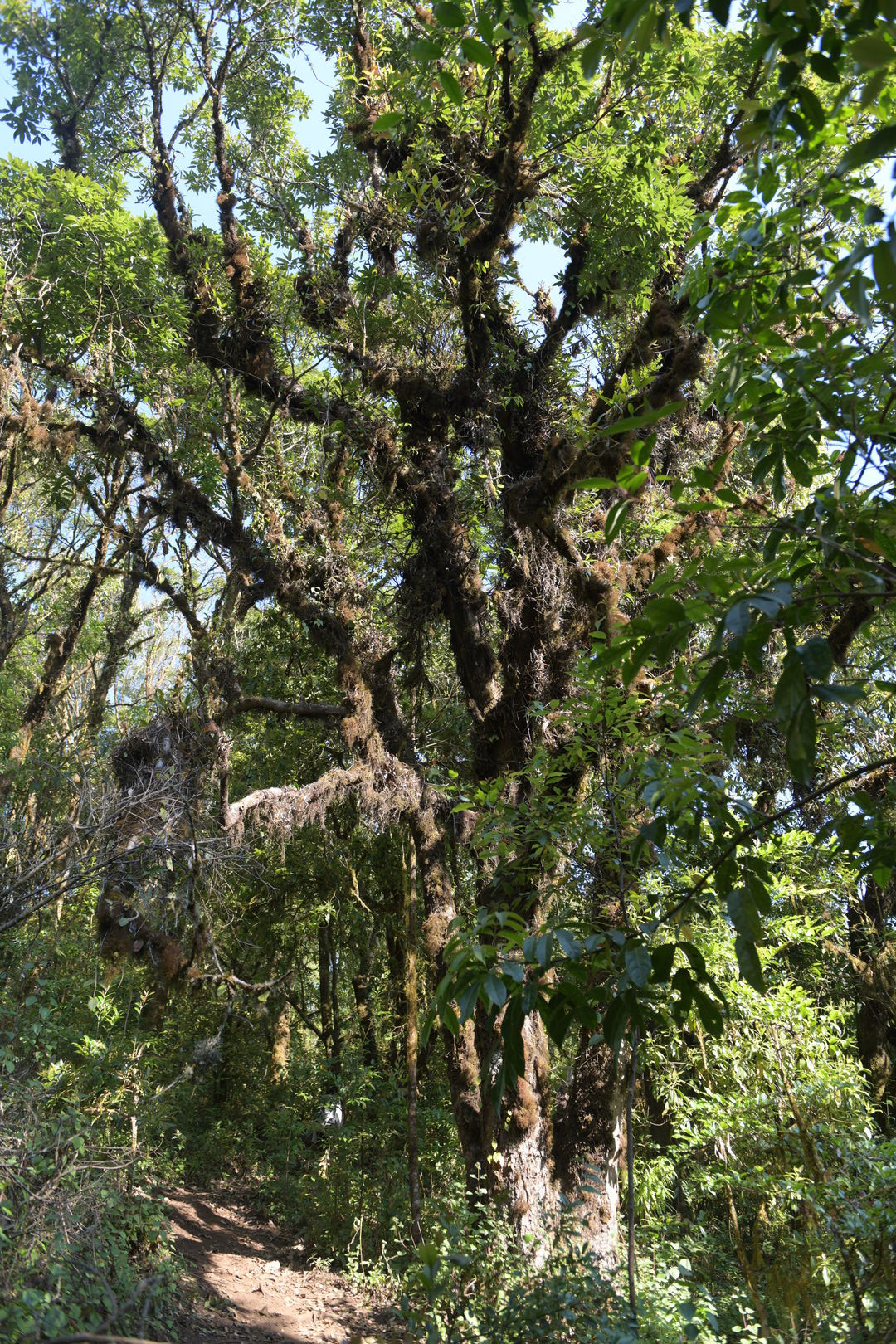 Research on wild tea trees at Pha Hom Pok in Thailand, view 7
