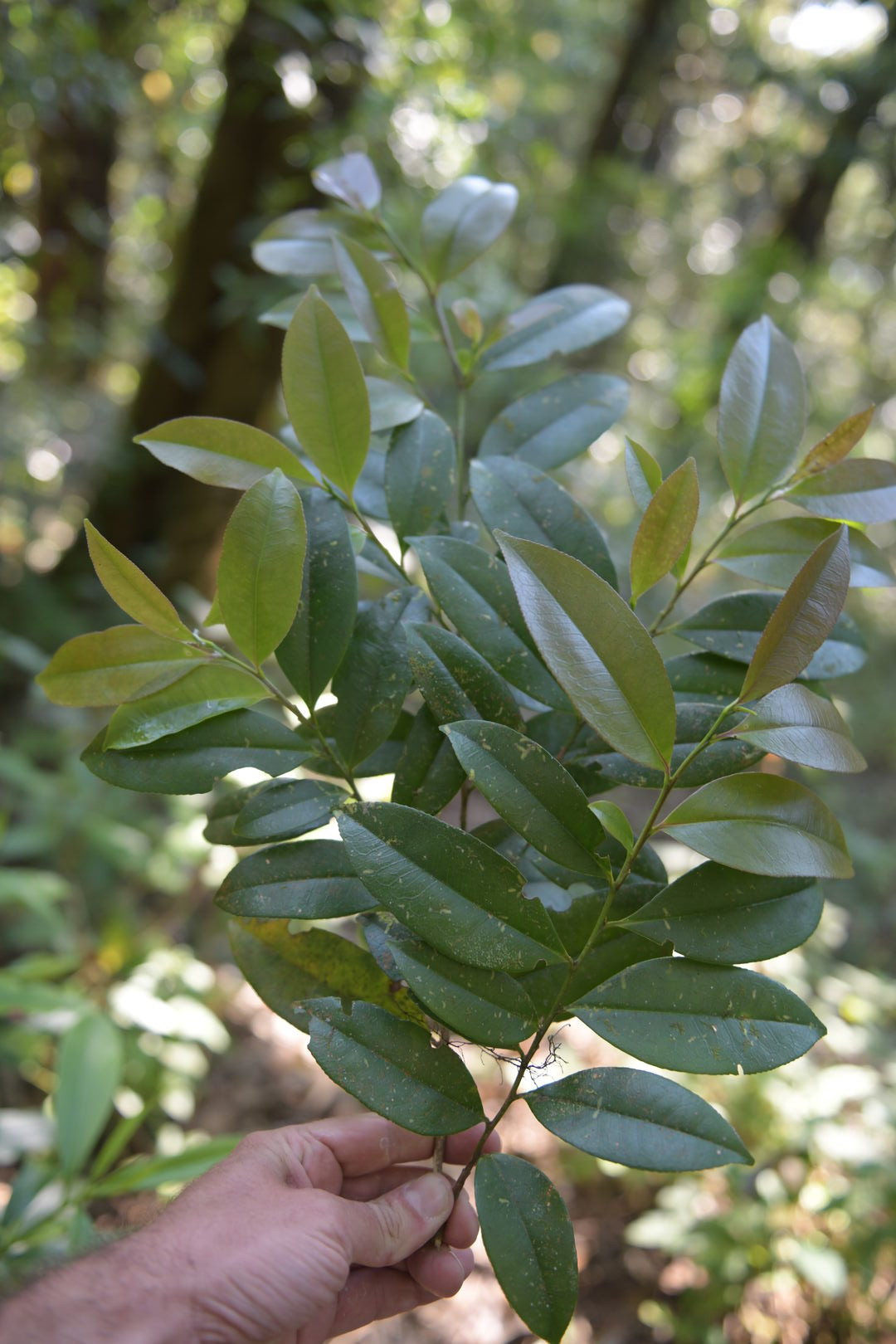 Research on wild tea trees at Pha Hom Pok in Thailand, view 8