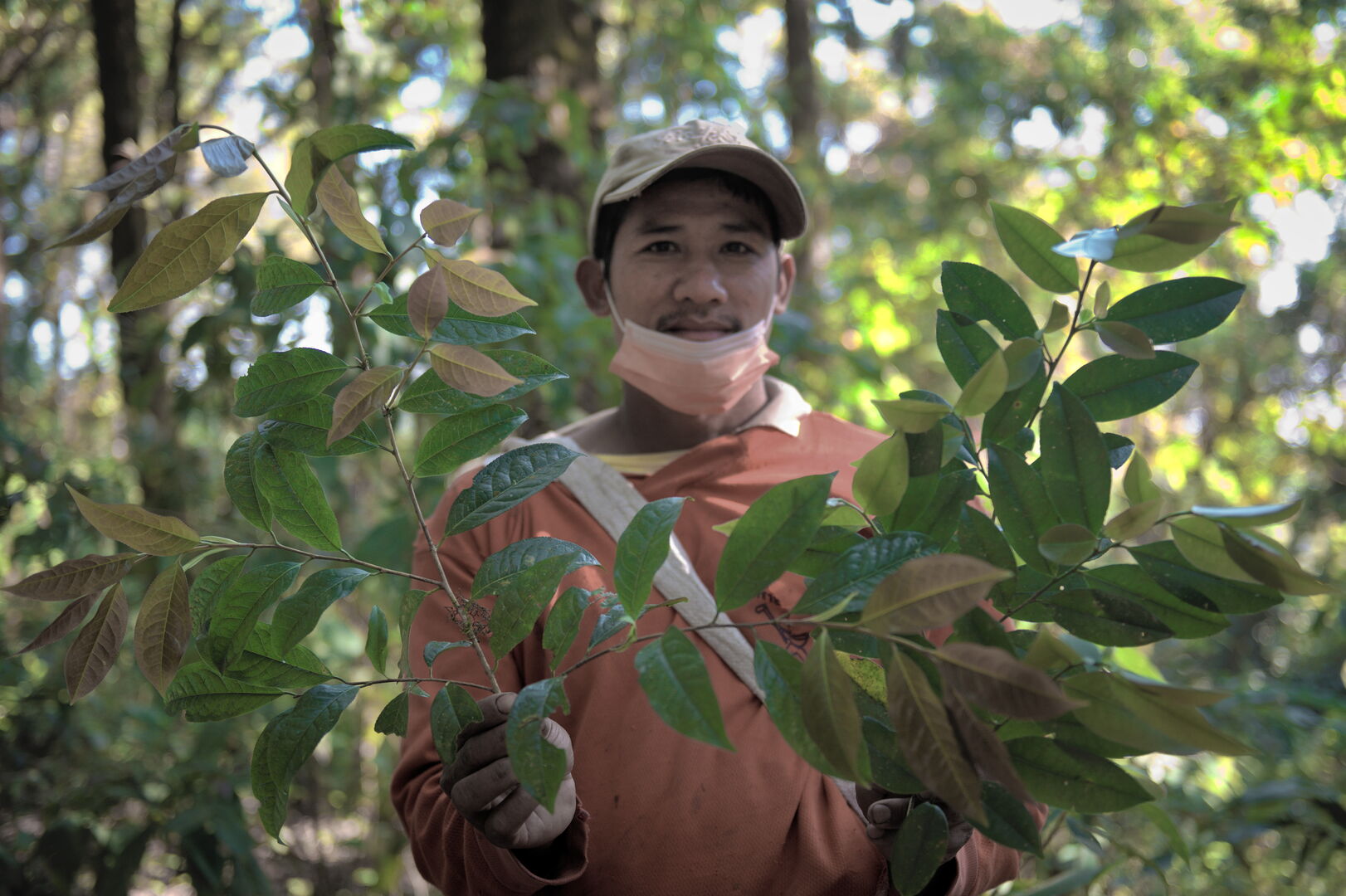 Research on wild tea trees at Pha Hom Pok in Thailand, view 9
