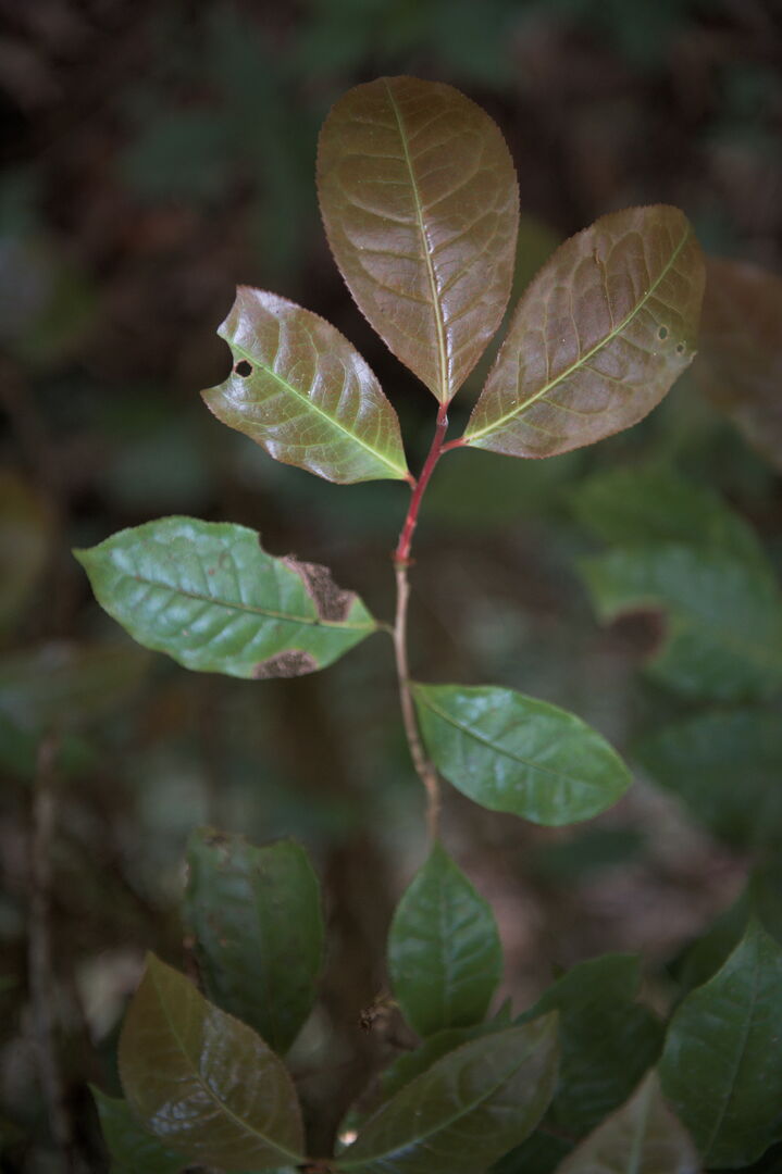 Research on wild tea trees at Pha Hom Pok in Thailand, view 10