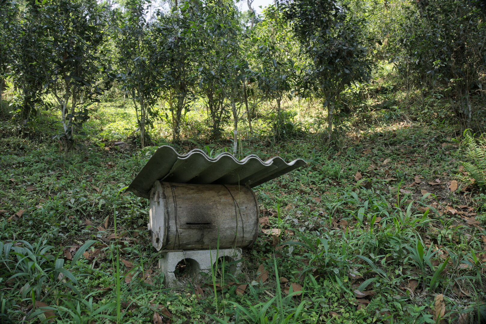 Experiment in Yunnan on a tea designed for long-term aging, view 1
