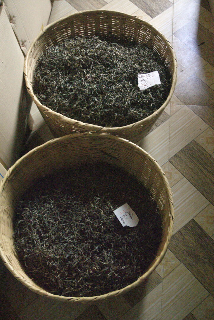 Experiment in Yunnan on a tea designed for long-term aging, view 2