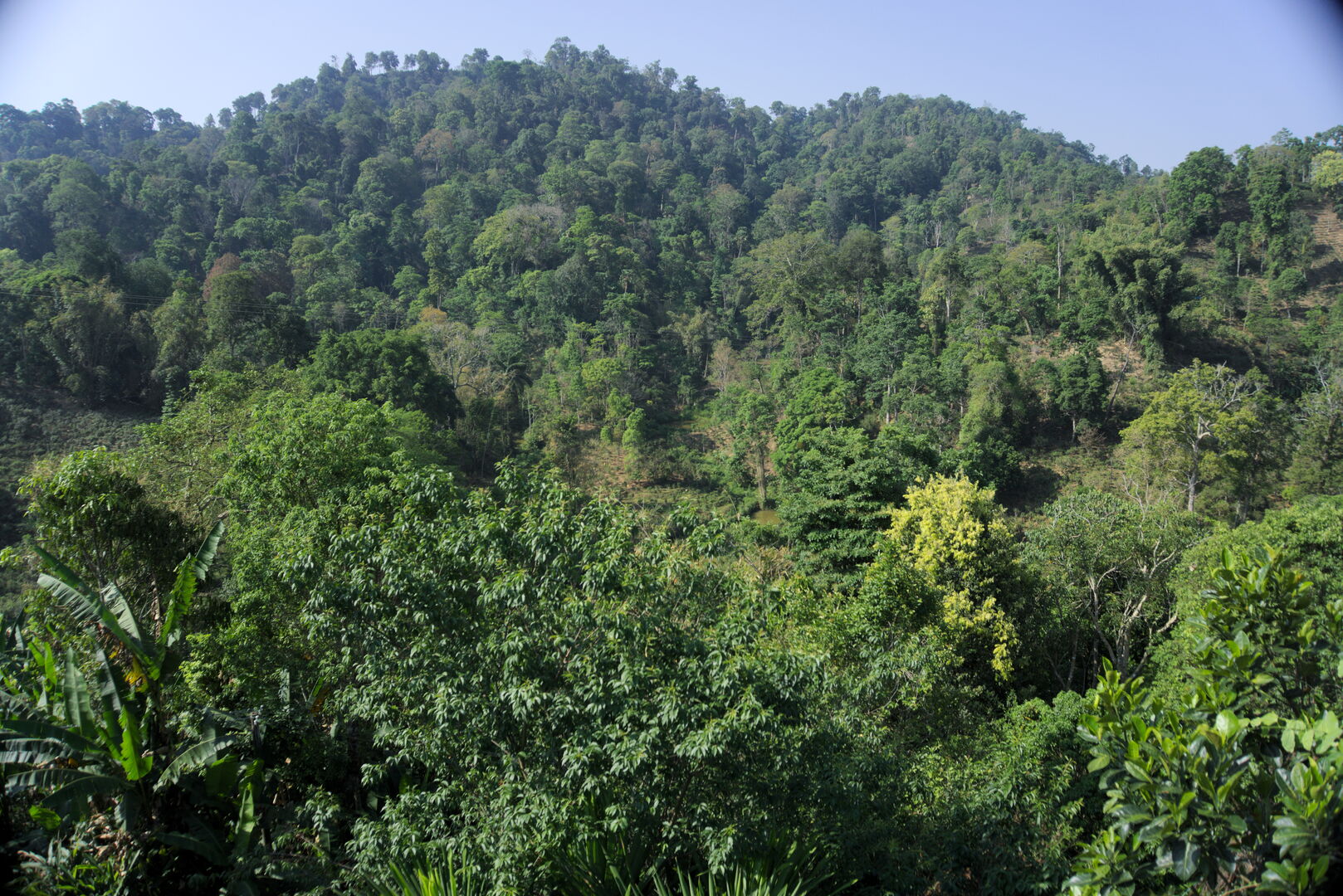 Experiment in Yunnan on a tea designed for long-term aging, view 3
