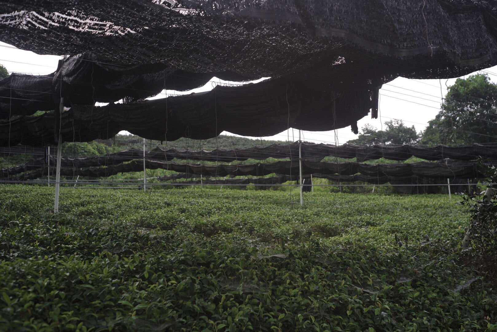 Study of tea shading and its effects in Japan, view 1