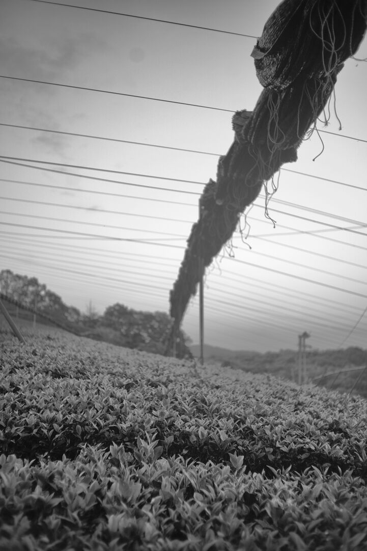 Study of tea shading and its effects in Japan, view 2