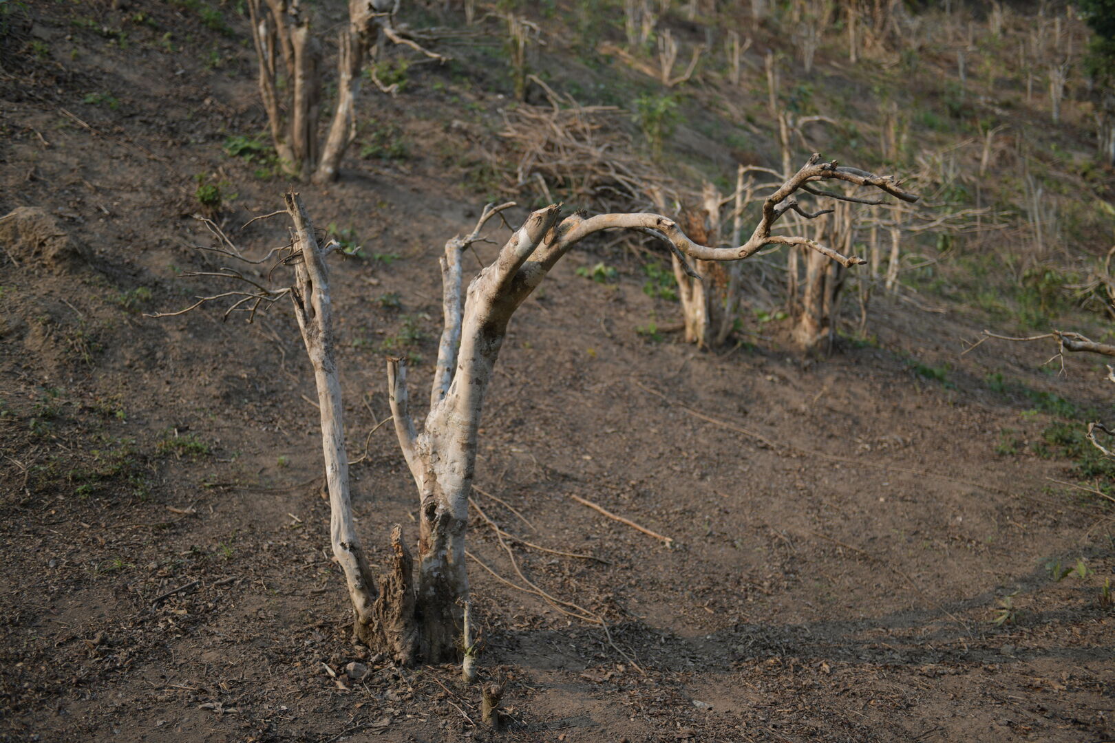 Study of local tea-tree pruning practices in Thailand, view 1