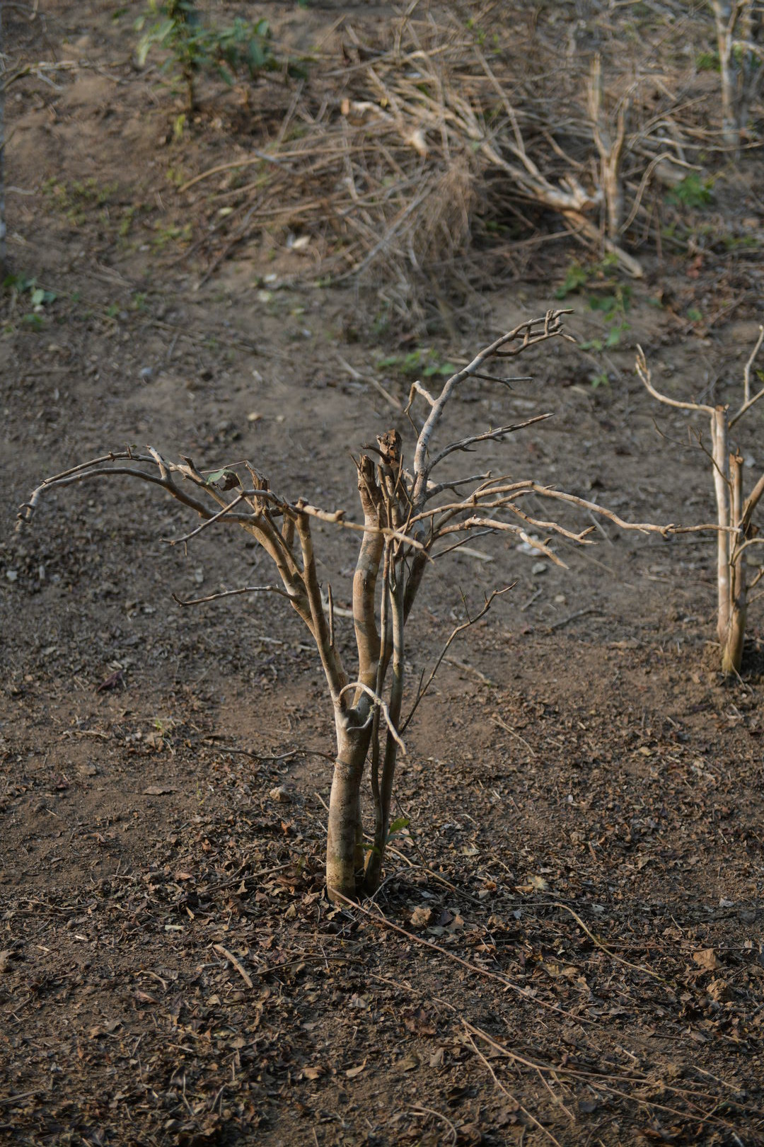 Study of local tea-tree pruning practices in Thailand, view 2