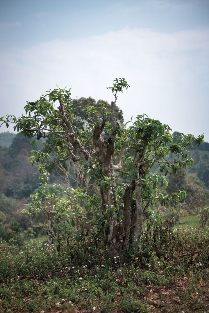 Study of local tea-tree pruning practices in Thailand, view 3