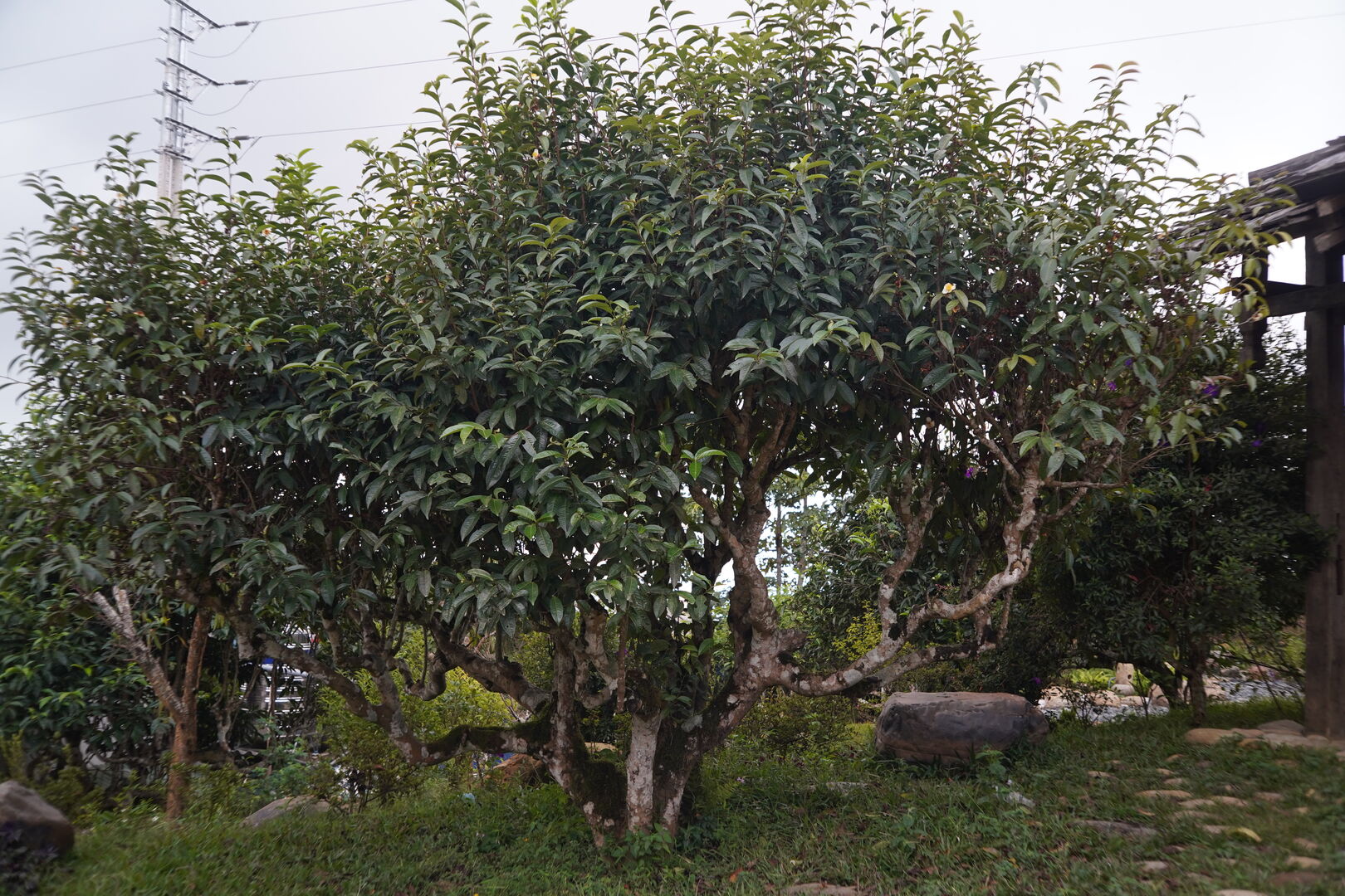 Research on the history and contemporary changes of tea culture in Vietnam, view 9