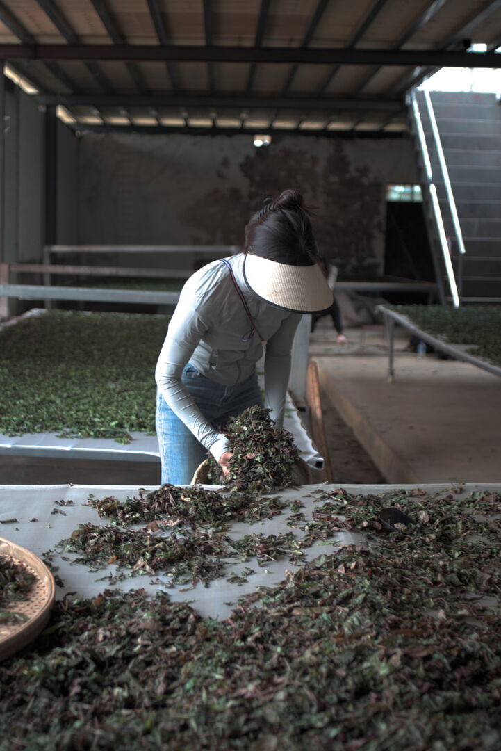 Sensory research on different wild tea varieties in Yunnan, view 2