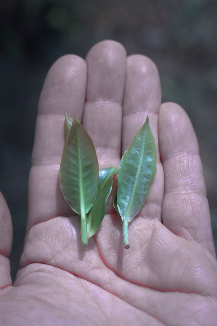 Sensory research on different wild tea varieties in Yunnan, view 7