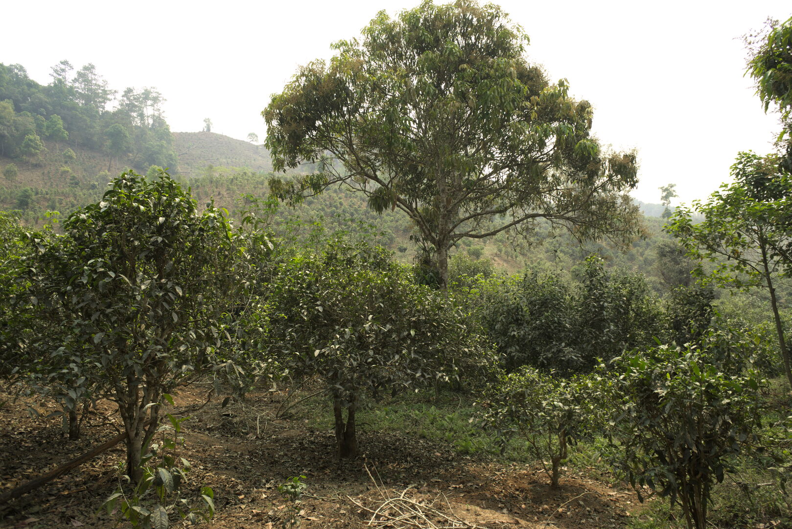 Field research on the tea terroirs of Bulang Shan and Menghai in Yunnan, view 5
