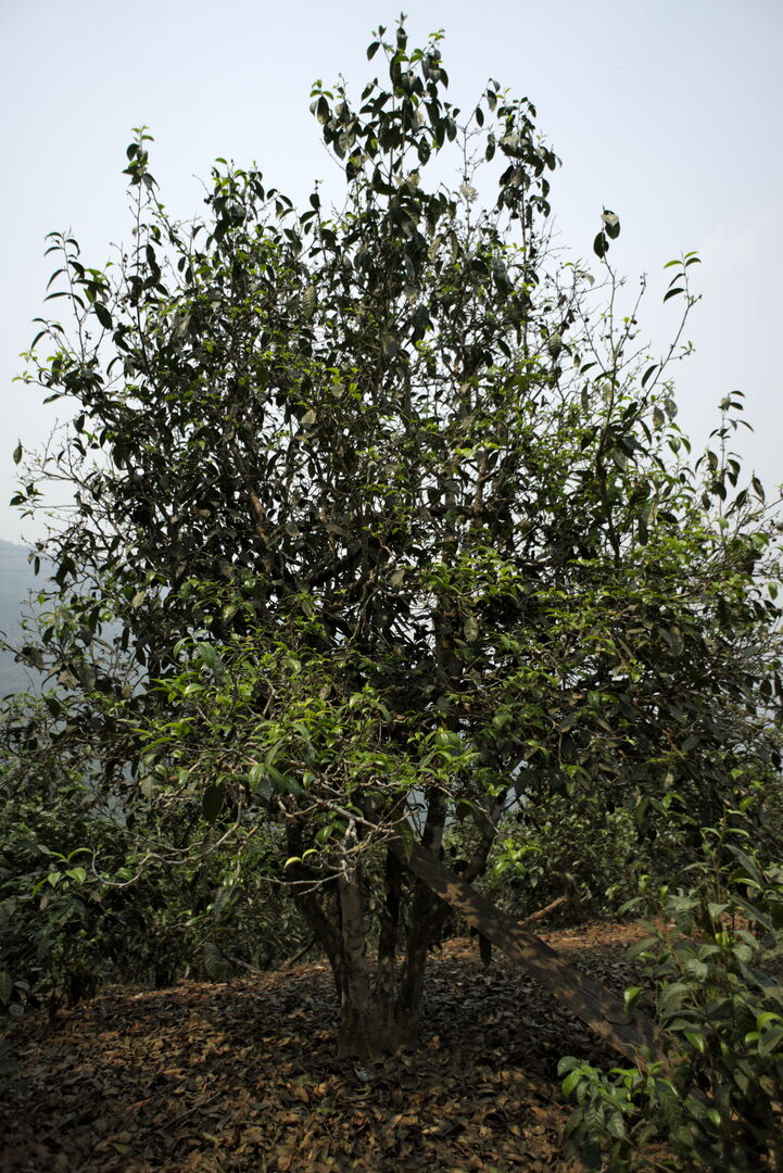 Field research on the tea terroirs of Bulang Shan and Menghai in Yunnan, view 7