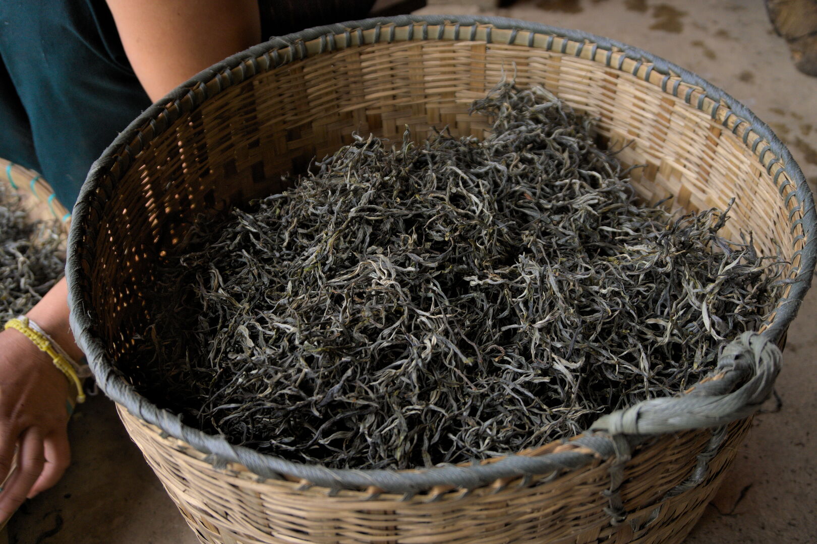 Field research on the tea terroirs of Bulang Shan and Menghai in Yunnan, view 10