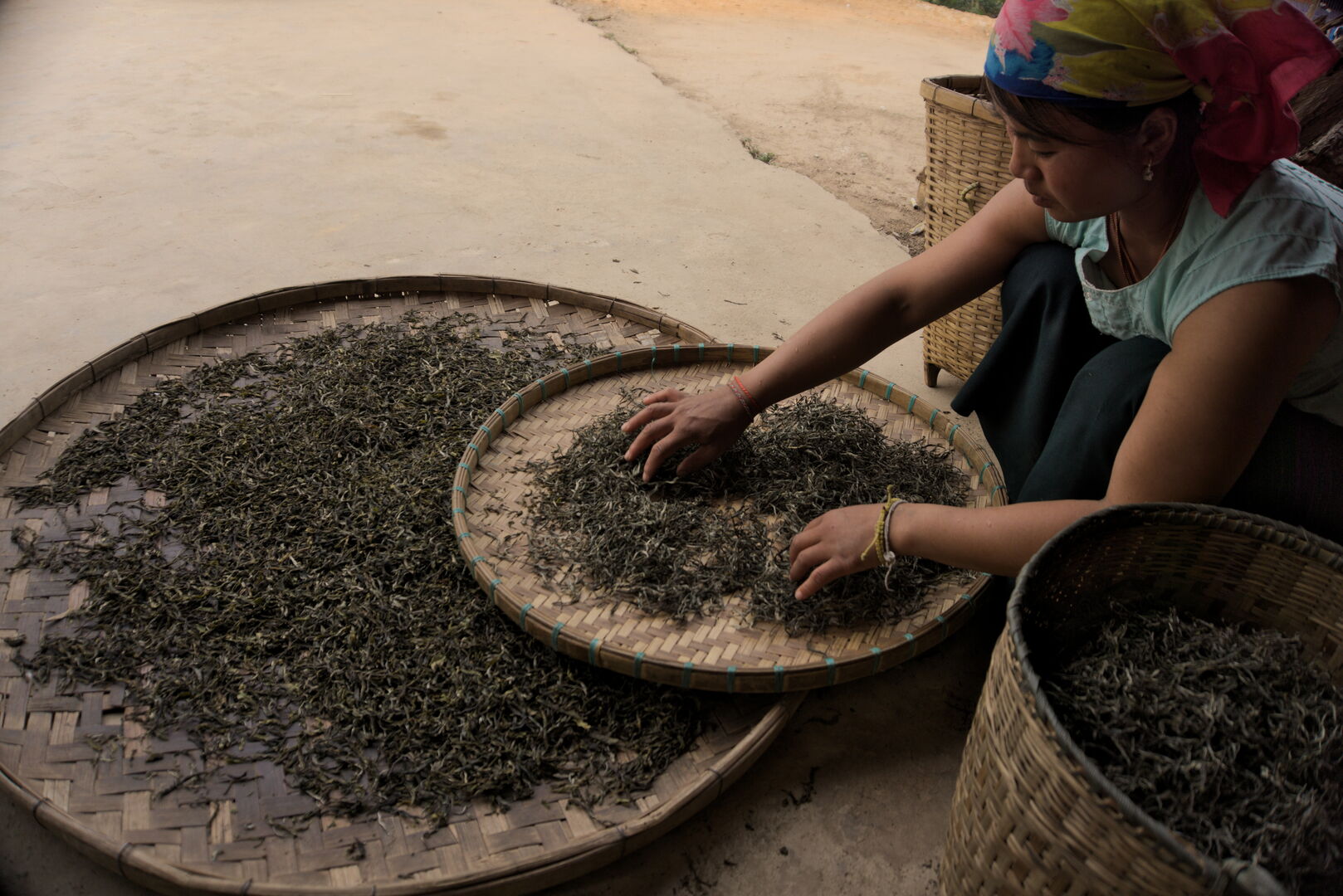 Field research on the tea terroirs of Bulang Shan and Menghai in Yunnan, view 11