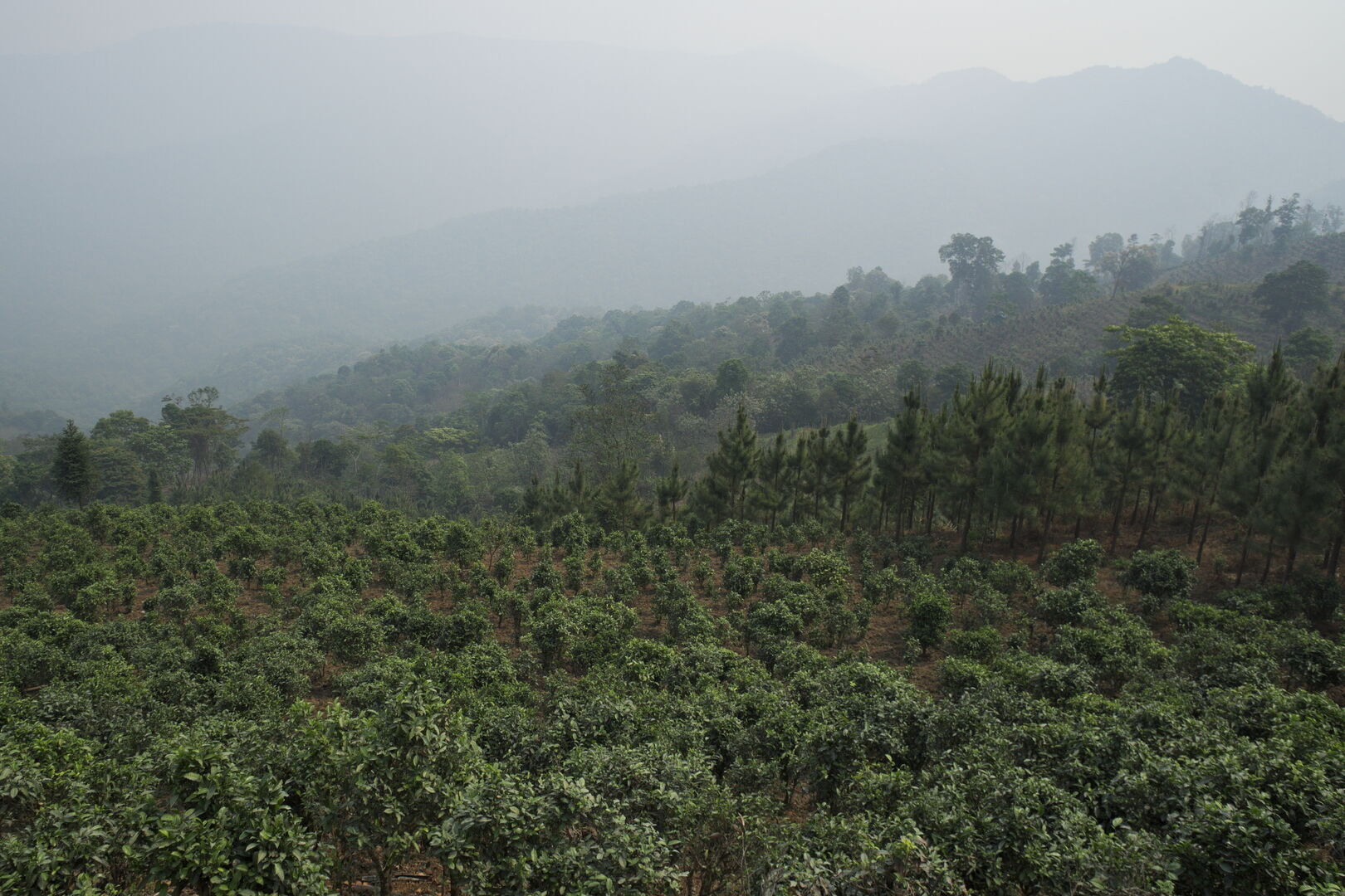 Field research on the tea terroirs of Bulang Shan and Menghai in Yunnan, view 15
