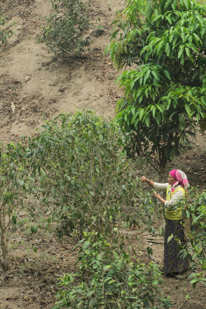 Field research on the tea terroirs of Bulang Shan and Menghai in Yunnan, view 16