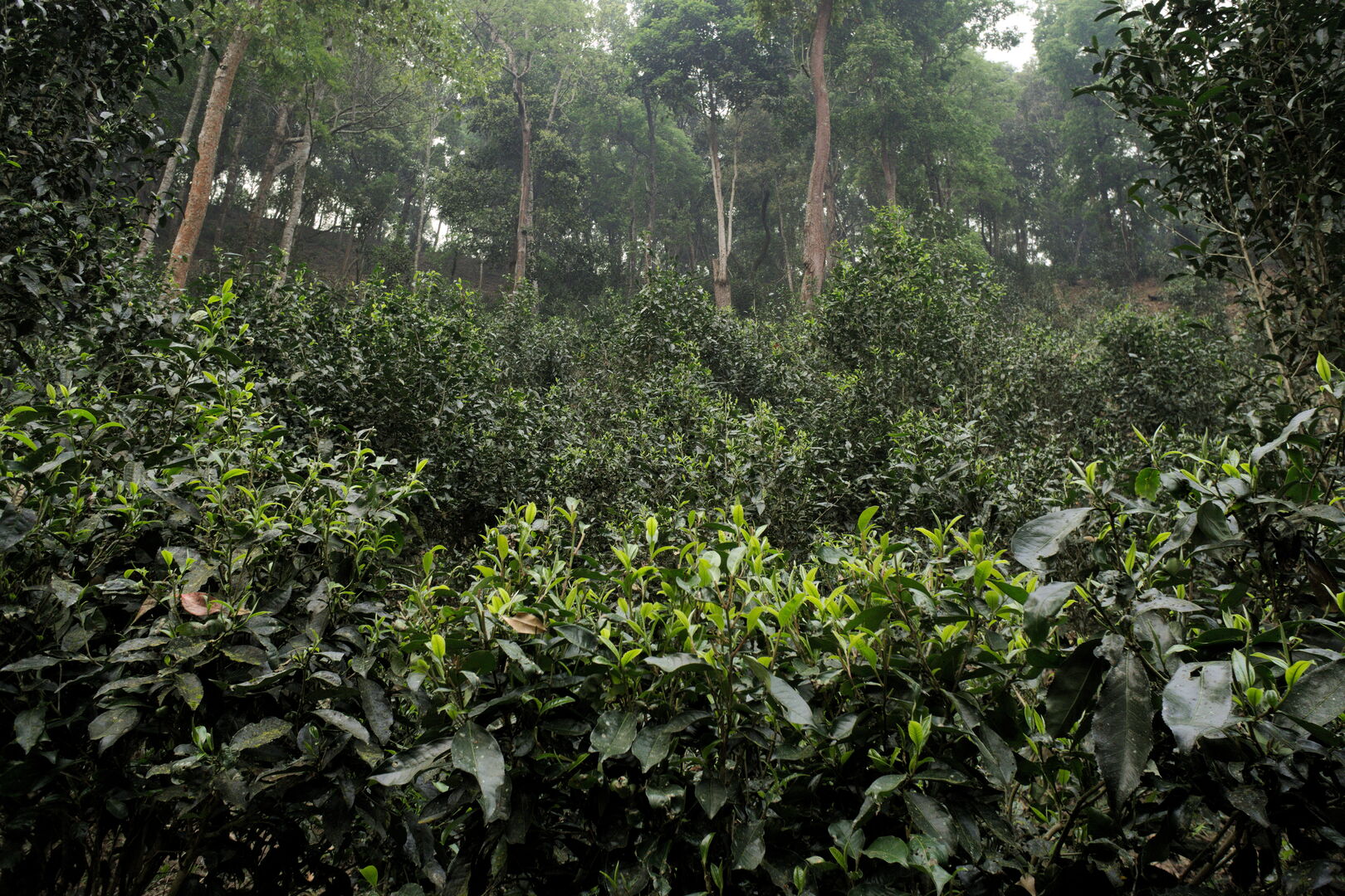 Field research on the tea terroirs of Bulang Shan and Menghai in Yunnan, view 18
