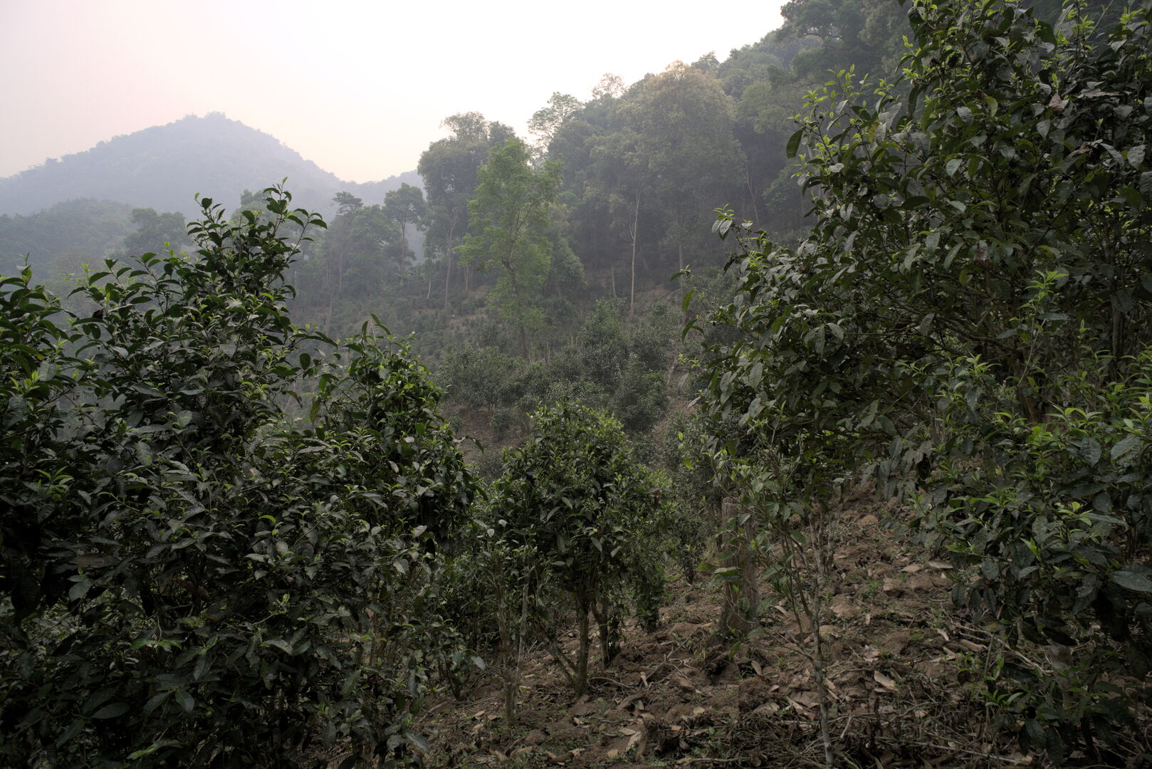 Field research on the tea terroirs of Bulang Shan and Menghai in Yunnan, view 19