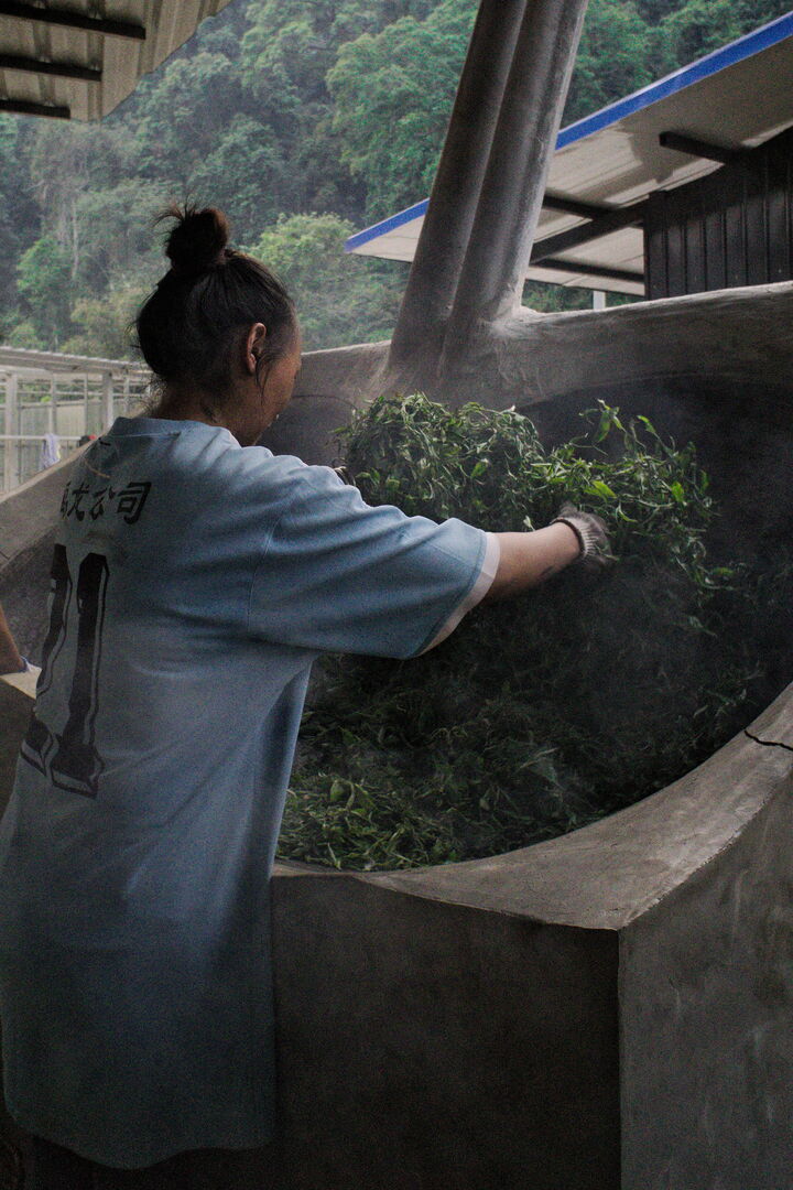 Field research on the tea terroirs of Bulang Shan and Menghai in Yunnan, view 20