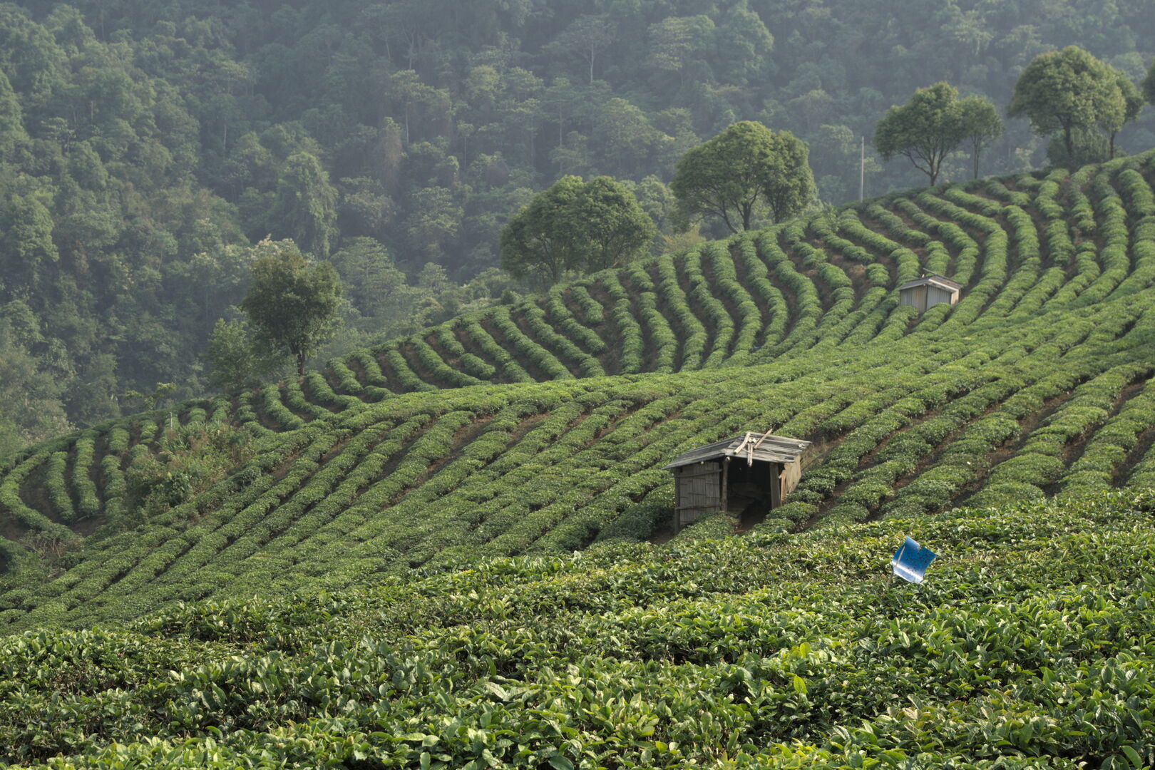 Exploration des villages et terroirs de thé de Bulang Shan, Menghai, Yunnan, 2019 — vue 4