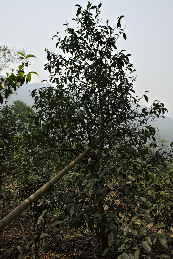 Exploration des villages et terroirs de thé de Bulang Shan, Menghai, Yunnan, 2019 — vue 7