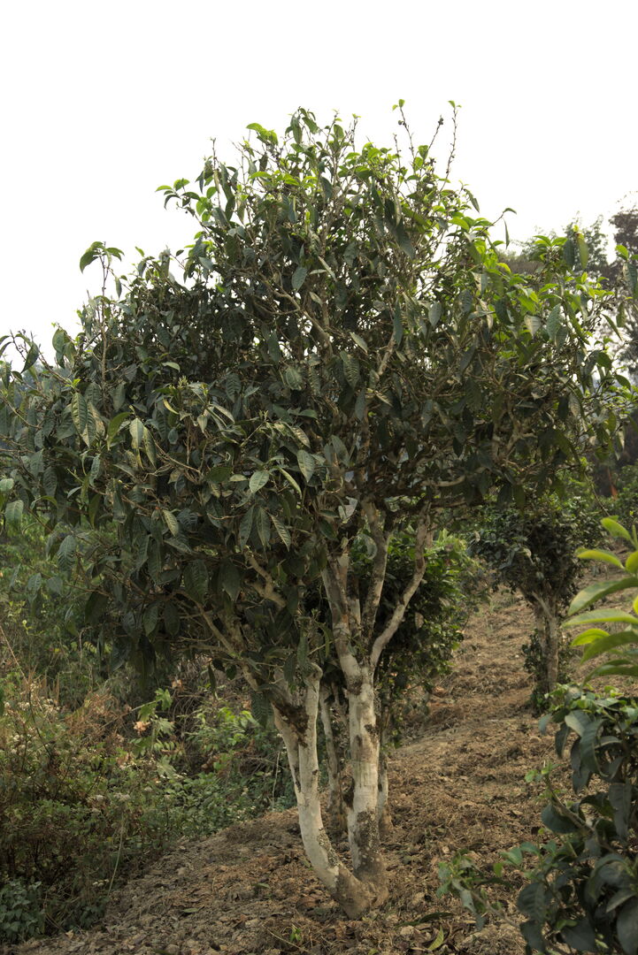 Exploration des villages et terroirs de thé de Bulang Shan, Menghai, Yunnan, 2019 — vue 13
