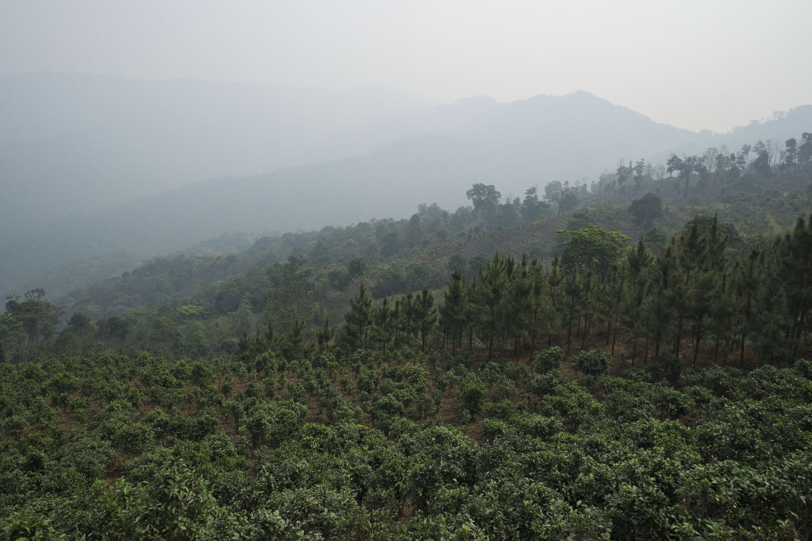 Exploration des villages et terroirs de thé de Bulang Shan, Menghai, Yunnan, 2019 — vue 16