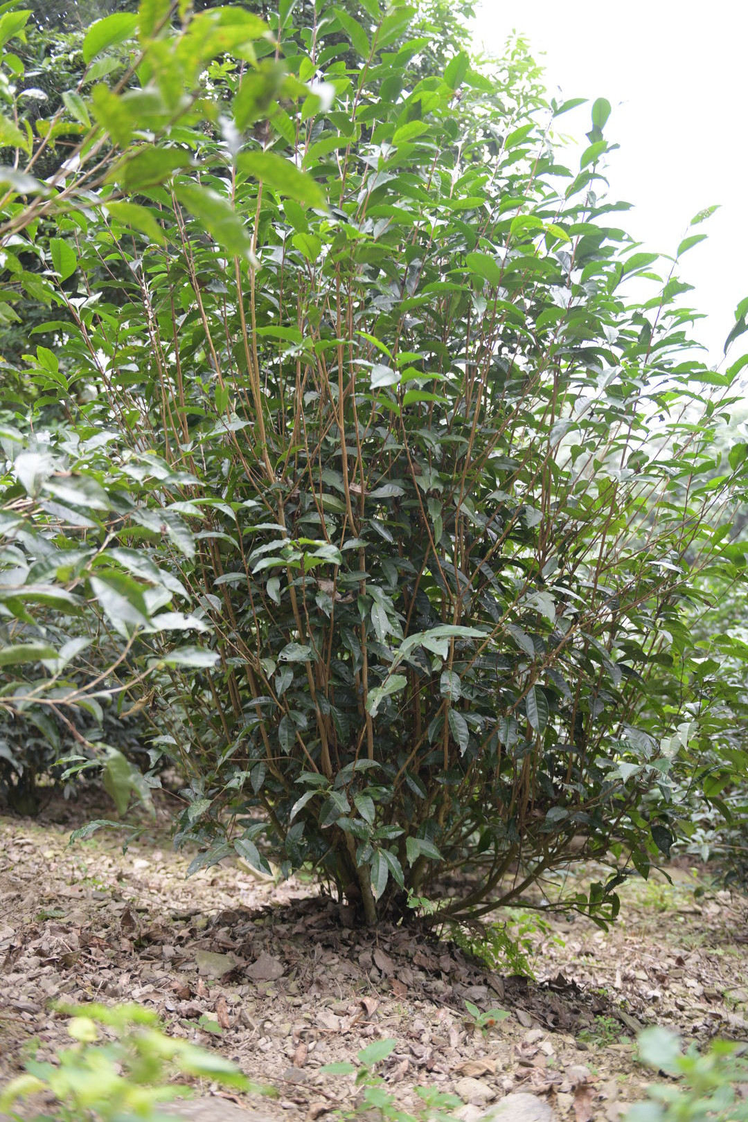 Recherche et sourcing autour de Camellia formosensis, théier endémique de Taïwan, 2021 — vue 1