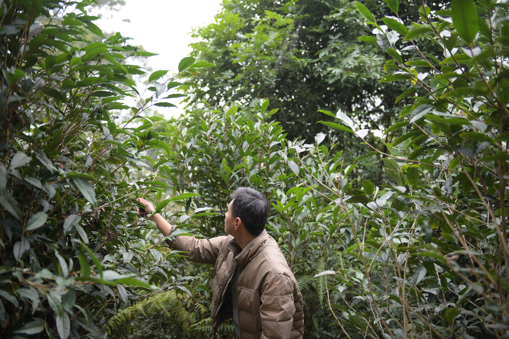 Recherche et sourcing autour de Camellia formosensis, théier endémique de Taïwan, 2021 — vue 2