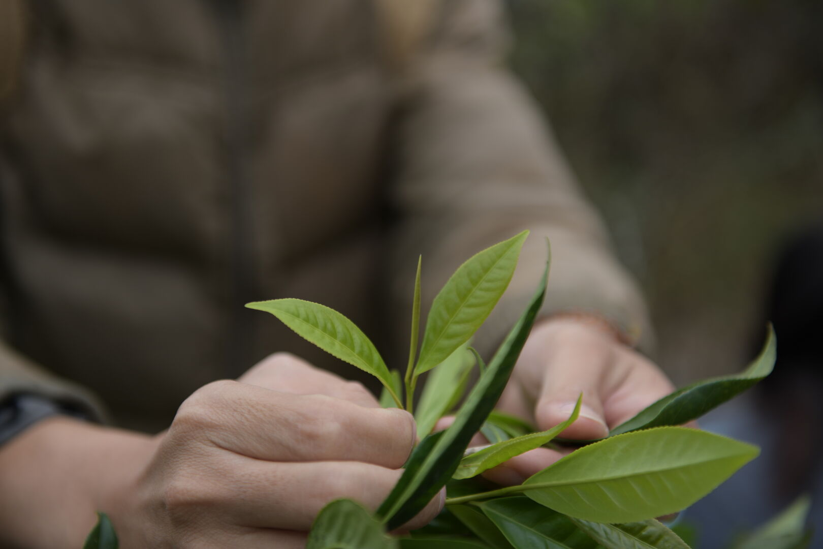 Recherche et sourcing autour de Camellia formosensis, théier endémique de Taïwan, 2021 — vue 3