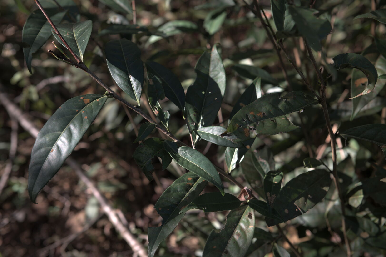 Recherche et sourcing autour de Camellia formosensis, théier endémique de Taïwan, 2021 — vue 6
