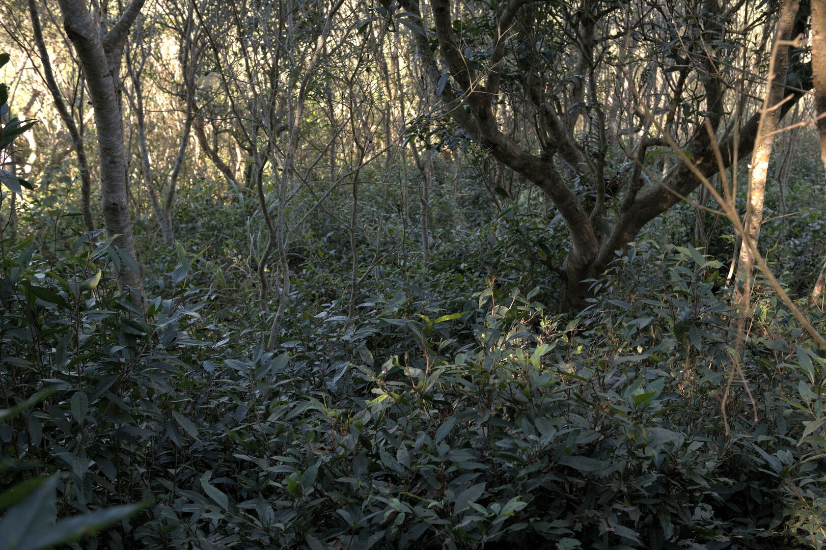 Recherche et sourcing autour de Camellia formosensis, théier endémique de Taïwan, 2021 — vue 7