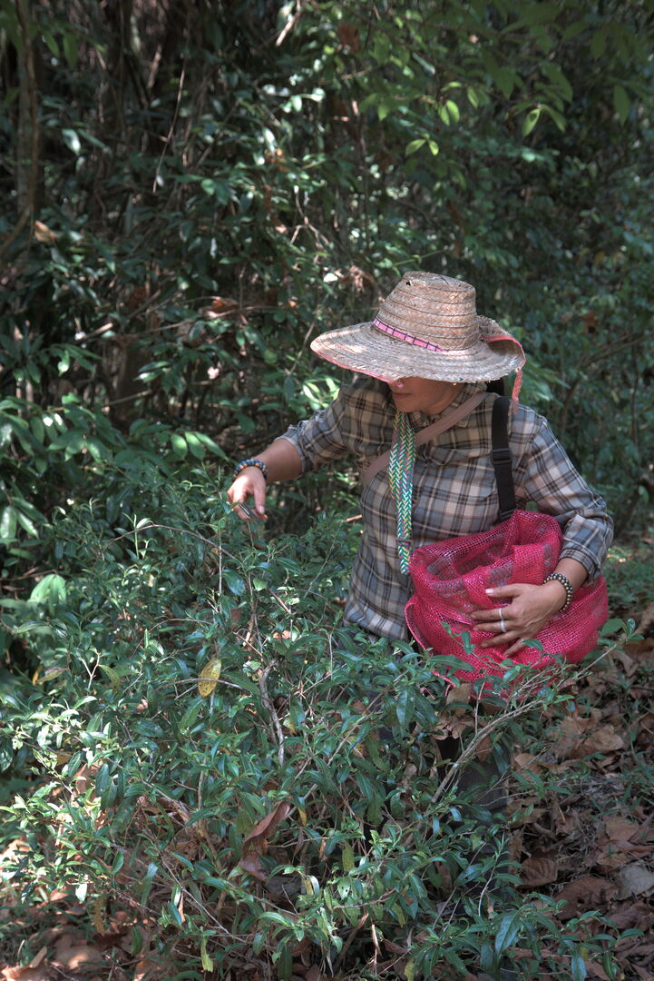 Recherche et développement de nouveaux thés issus de la forêt en Thaïlande, 2026 — vue 5