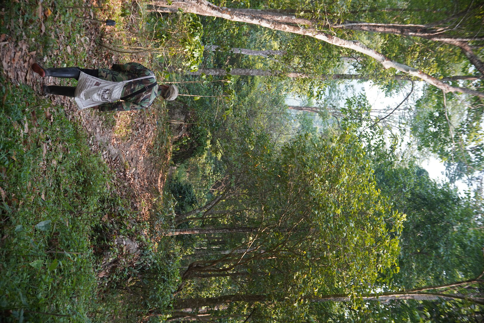 Recherche et développement de nouveaux thés issus de la forêt en Thaïlande, 2026 — vue 7