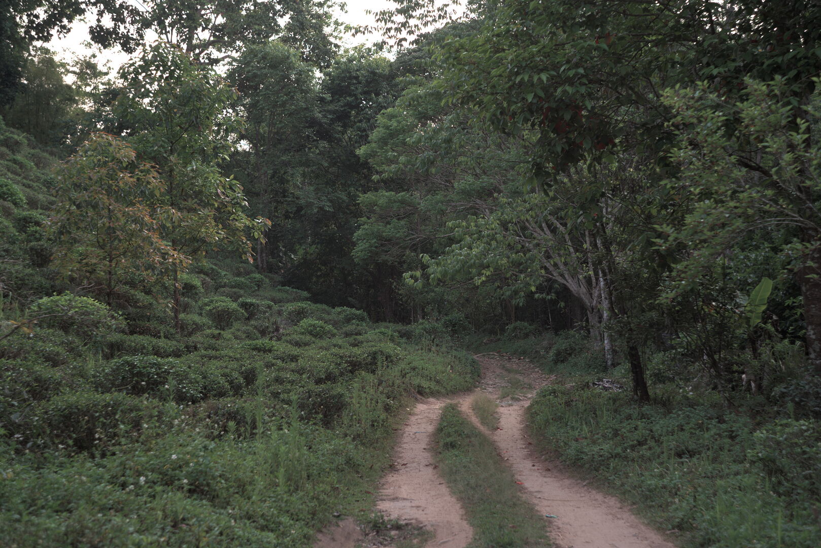 Recherche et développement de nouveaux thés issus de la forêt en Thaïlande, 2026 — vue 4