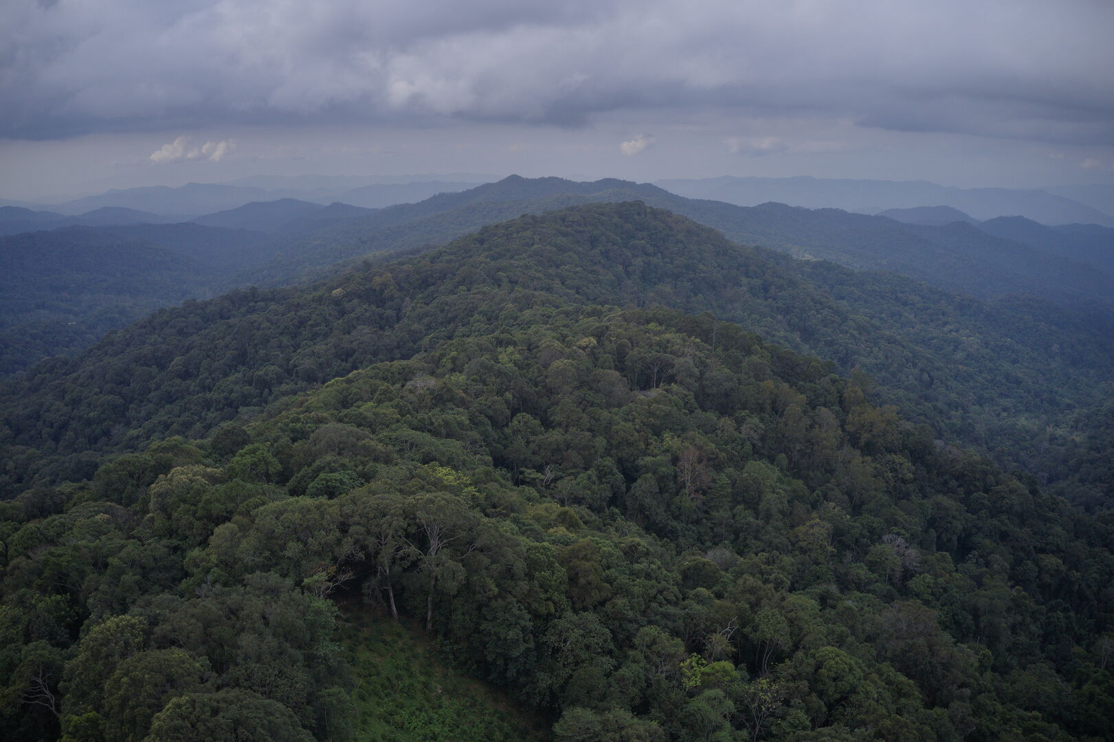 Recherche et développement de nouveaux thés issus de la forêt en Thaïlande, 2020 — vue 2