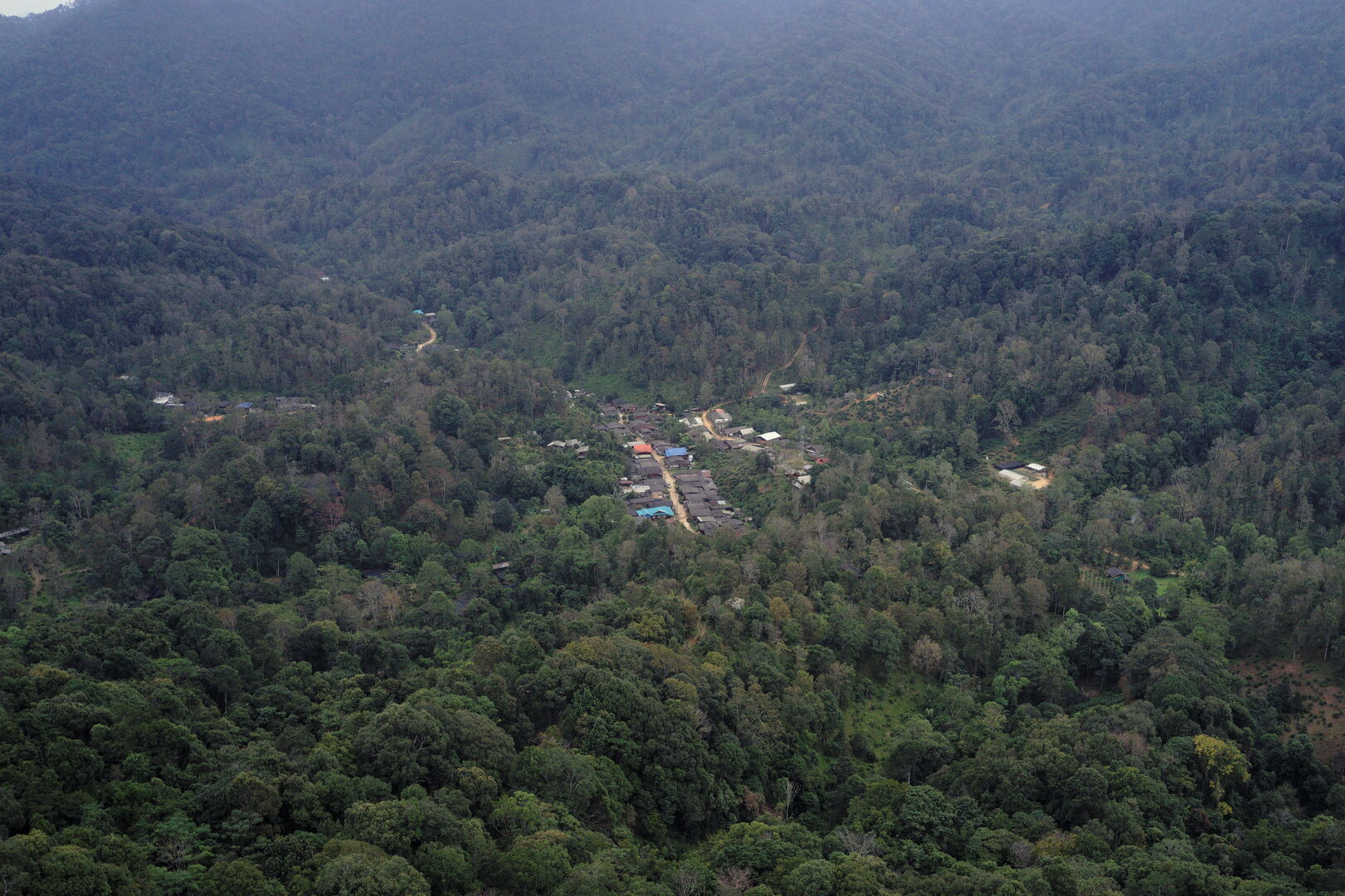 Recherche et développement de nouveaux thés issus de la forêt en Thaïlande, 2020 — vue 3
