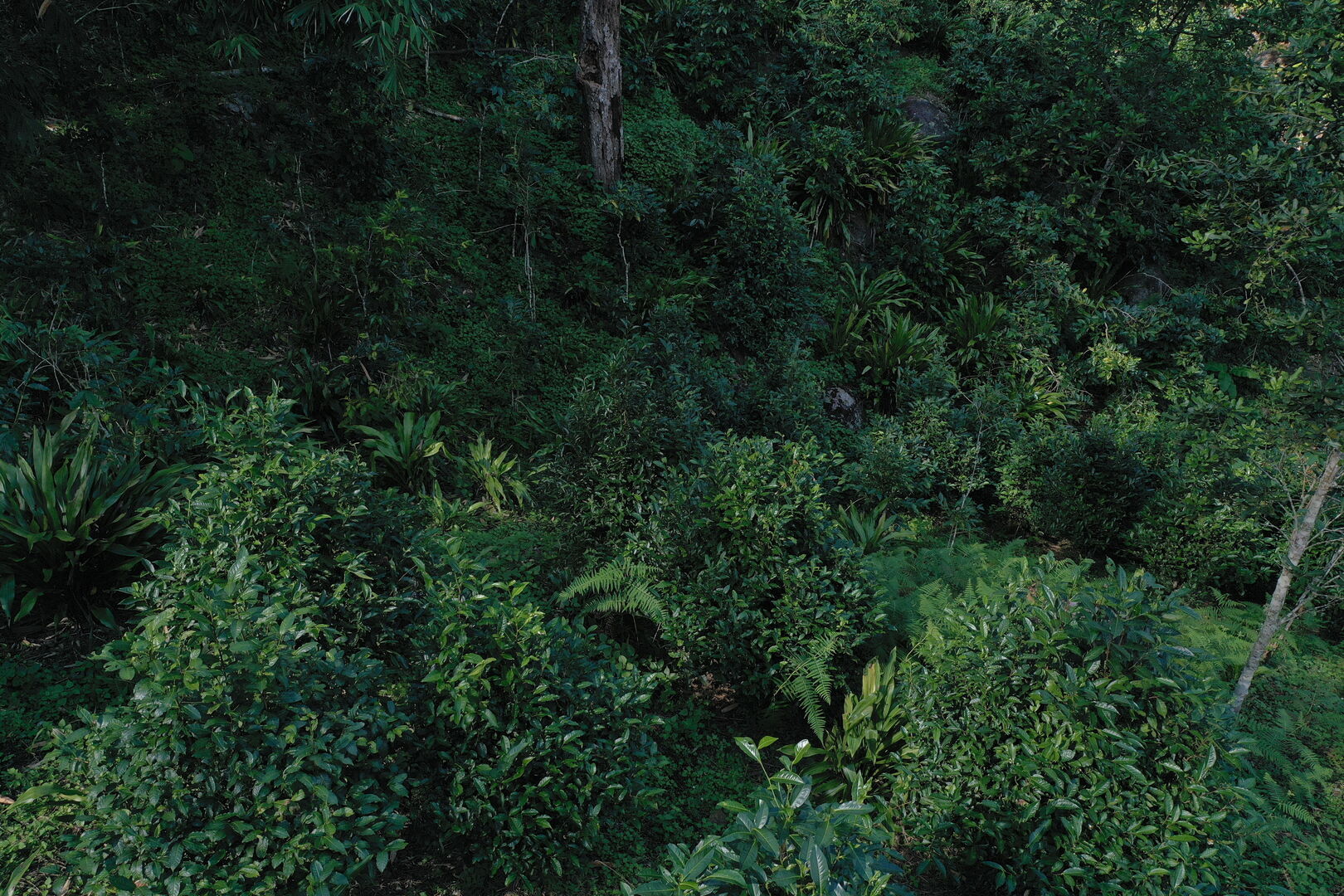Recherche et développement de nouveaux thés issus de la forêt en Thaïlande, 2020 — vue 4