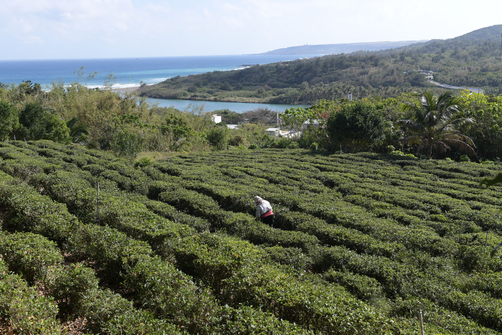 Exploration du terroir de Gankou et de ses thés cultivés au niveau de la mer à Taïwan, 2021 — vue 3