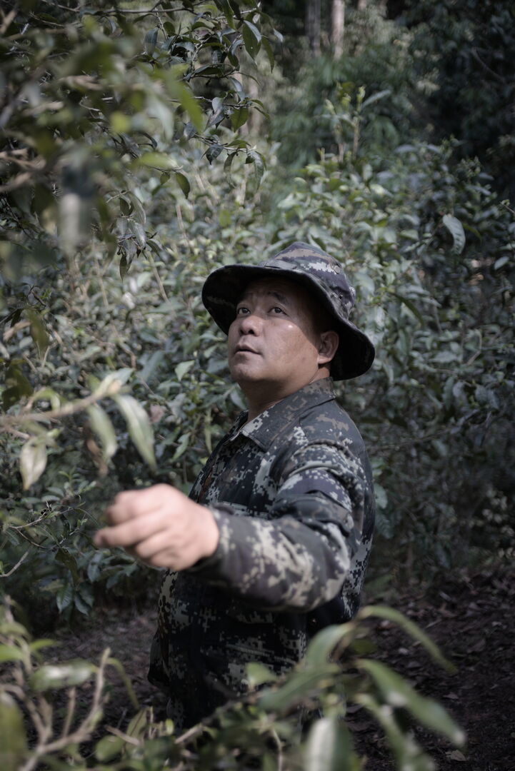 Suivi de la production de sheng puerh biologique de vieux théiers à Jinuo Shan, Yunnan, 2024 — vue 1