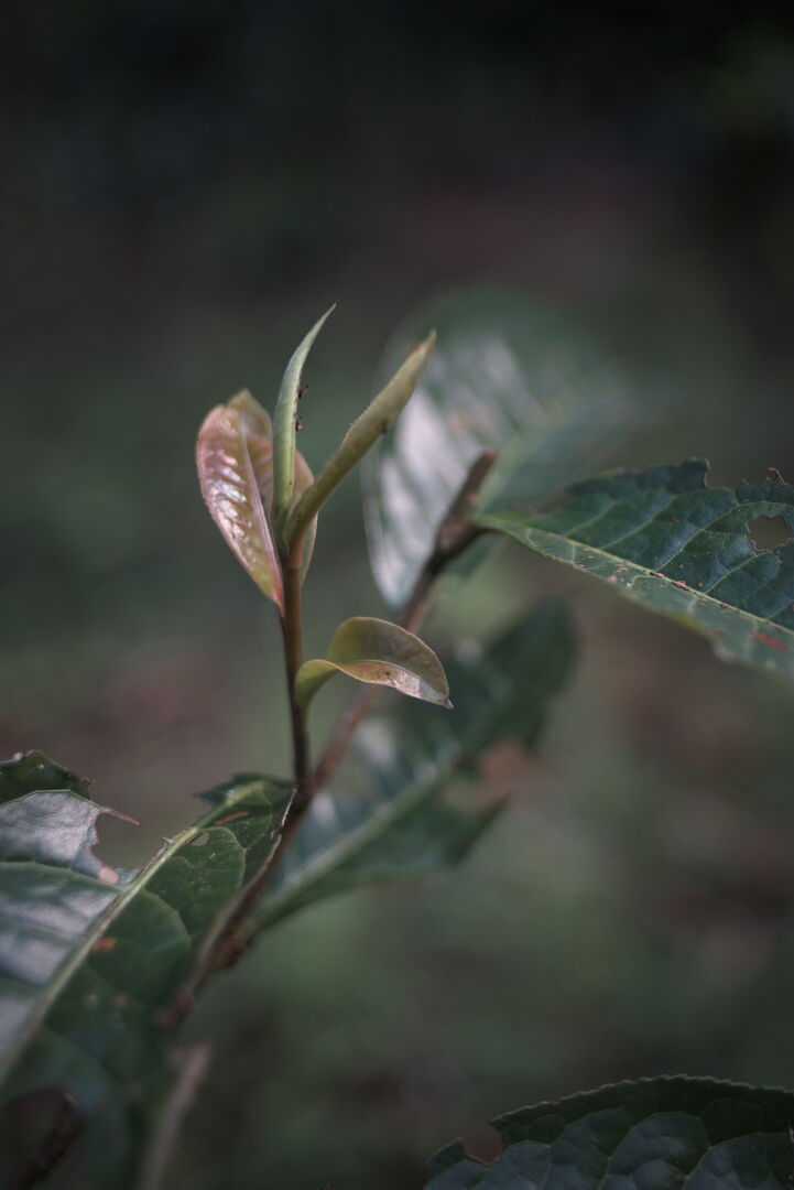 Suivi de la production de sheng puerh biologique de vieux théiers à Jinuo Shan, Yunnan, 2024 — vue 3