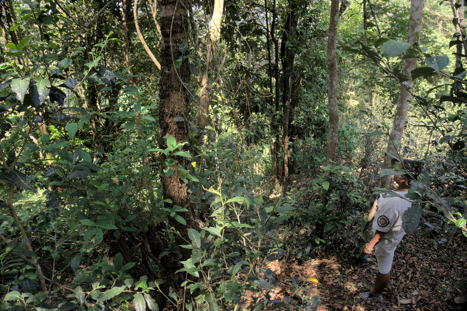 Développement à Jinuo Shan d’un puerh destiné à une maturation sur plusieurs décennies, 2019 — vue 1
