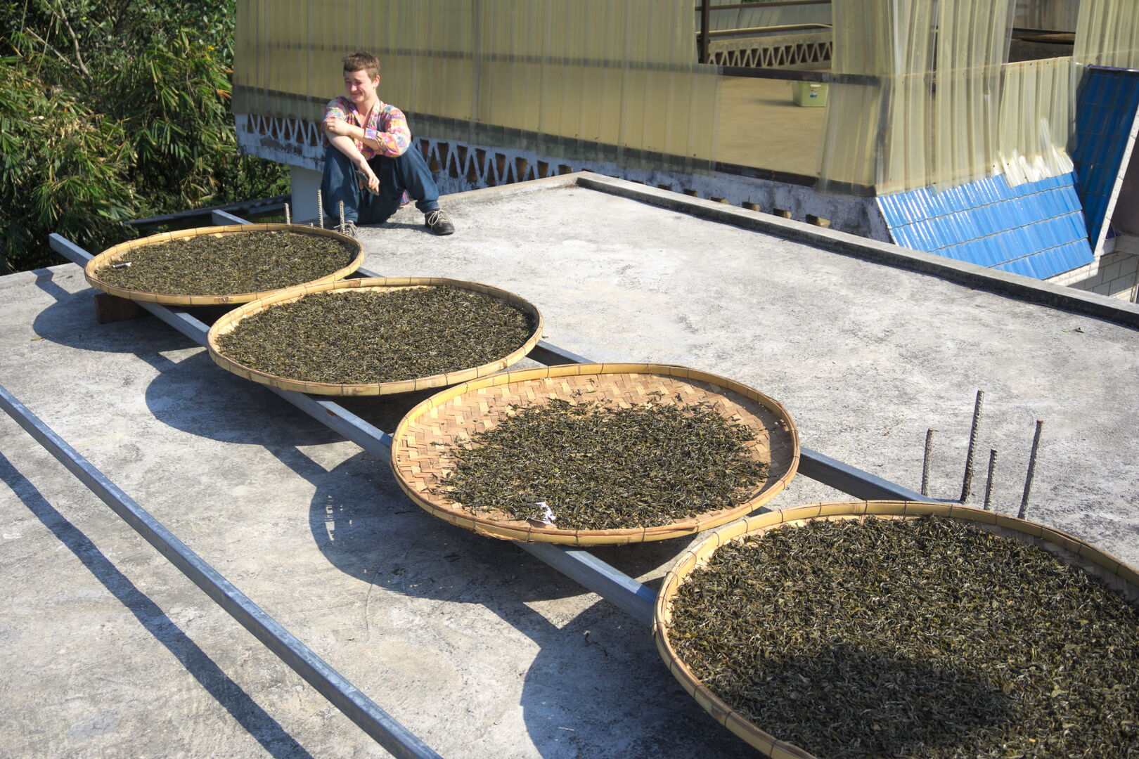 Développement à Jinuo Shan d’un puerh destiné à une maturation sur plusieurs décennies, 2019 — vue 2